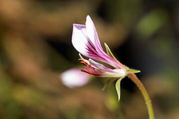 Flower of the pelargonium species Pelargonium caucalifolium