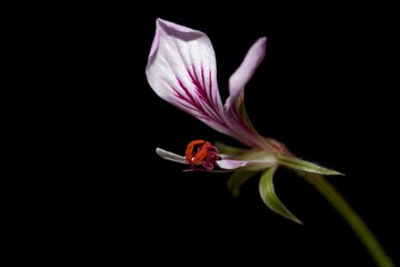 Flower of the pelargonium species Pelargonium caucalifolium