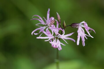 Flower of a ragged-robin, Silene flos-cuculi