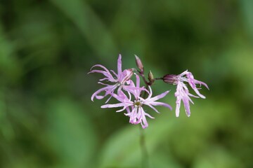 Flower of a ragged-robin, Silene flos-cuculi