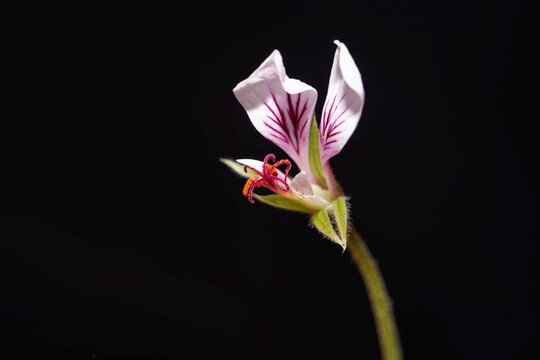 Flower of the pelargonium species Pelargonium caucalifolium