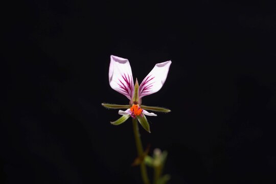 Flower of the pelargonium species Pelargonium caucalifolium