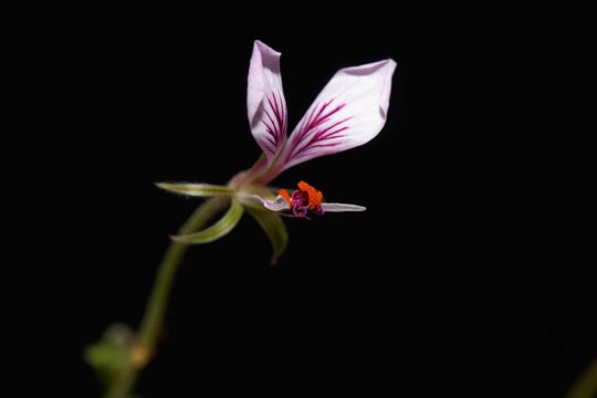 Flower of the pelargonium species Pelargonium caucalifolium