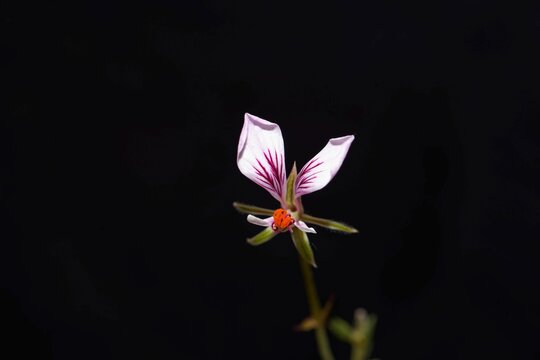 Flower of the pelargonium species Pelargonium caucalifolium