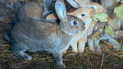 a group of small rabbits in a cage  eating fresh willow leaves