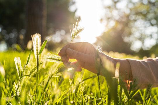 Hand with grass against the sun