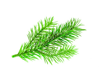 One small green branch of a Christmas tree. An isolated object on a white background.