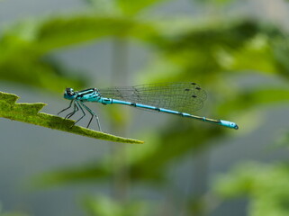 Blue dragonfly on a green leaf. Azure damselfly, Coenagrion Puella