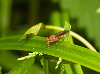 Fly on a leaf. Fly (Dryope flaveola)
Small fly on a green leaf