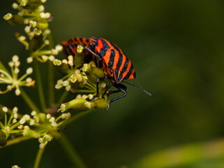Shield bug o a white flower (Graphosoma italicum) . Close up on a Striped bug