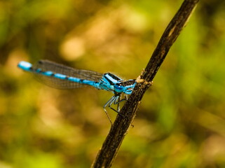 Blue dragonfly on a green leaf. Azure damselfly, Coenagrion Puella