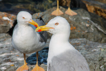 Gaviota de perfil con el ojo amarillo y otra gaviota de fondo