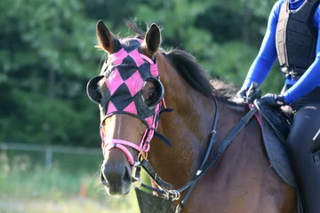 Foto op Canvas Head shot closeup portrait of a young racehorse © acceptfoto