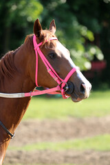 Fototapeta premium Head shot closeup portrait of a young racehorse