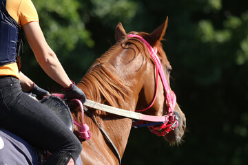 Head shot closeup portrait of a young racehorse