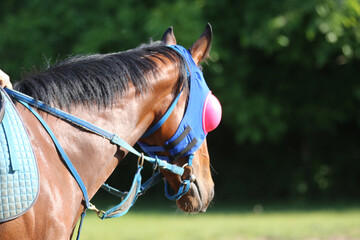 Head shot closeup portrait of a young racehorse