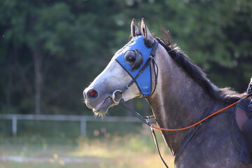 Head shot closeup portrait of a young racehorse - obrazy, fototapety, plakaty