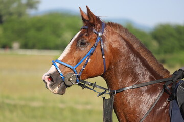 Head shot closeup portrait of a young racehorse