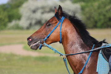 Obraz premium Head shot closeup portrait of a young racehorse