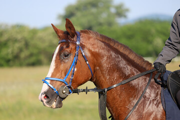 Obraz premium Head shot closeup portrait of a young racehorse