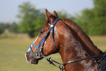 Head shot closeup portrait of a young racehorse