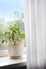 Potted Ficus benjamina plant on the windowsill in the room