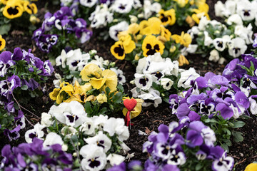 Pansies flowers, colorful plants on the bed. Lots of colorful flowers next to each other.