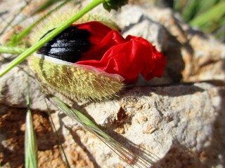 Composition of a poppy flower bud  and grasses, on a rock background, with space for text