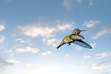 Close up of colorful and vibrant  hummingbird in flight  with open wings on a bright blue sky day with white puffy clouds.