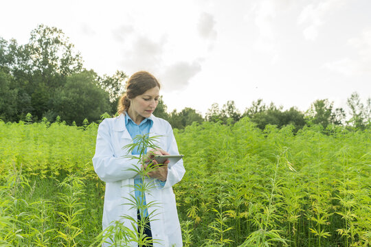 Scientist using tablet in a hemp plantation