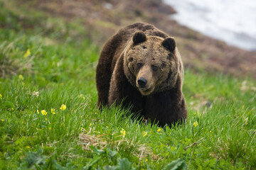 Obraz na płótnie Canvas Brown bear, ursus arctos, moving on green glade in sprintime nature. Big predator observing on alpine meadow in spring. Large wild mammal walking on hill.