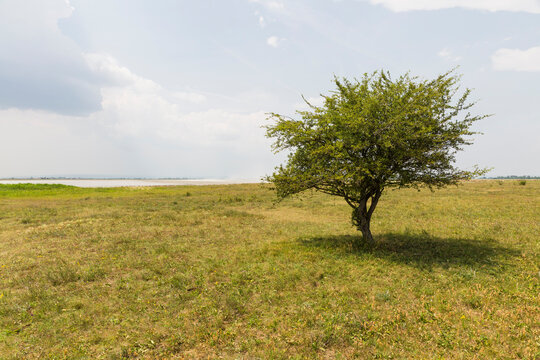 Austria, Burgenland, Nationalpark Neusiedler See, Seewinkel, tree on field