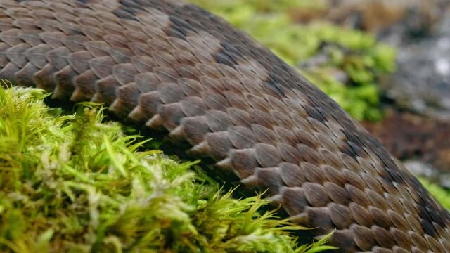 Common European adder viper (Vipera berus) crawling on forest ground
