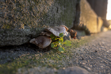 mushroom on the footsteps