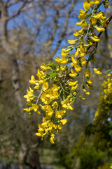 Yellow acacia in bloom at spring