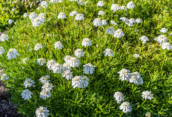 Small white flowers.  Evergreen flower circling iberis sempervirens, belongs to the family Brassicaceae