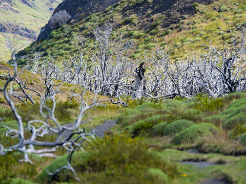 Chile, Patagonia, Torres del Paine National Park, dead trees