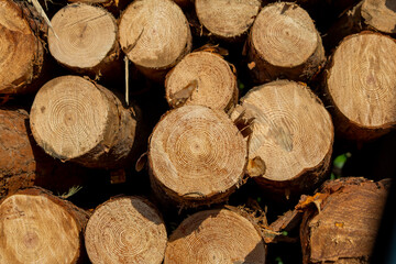 stacked wood logs, felled trees