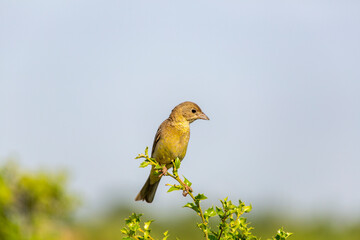 Gray bunting (Emberiza cineracea) is a songbird species belonging to the bunting family (Emberizidae). Today, it is classified in the finch family by some researchers.