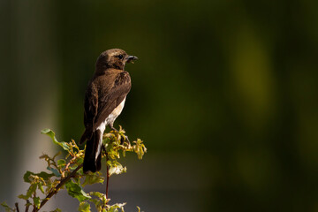 Black Eared Wheatear, Oenanthe hispanica-melanoleuca