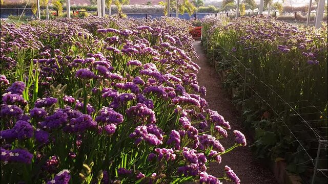 Filming a lilac plant called Limonium being illuminated by the light of the setting sun.