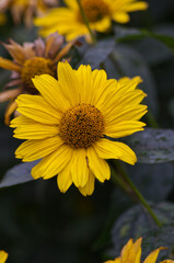 Yellow Flowers blooming in Late Autumn