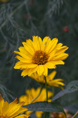 Yellow Flowers blooming in Late Autumn