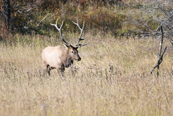 Bull Elk in Grass