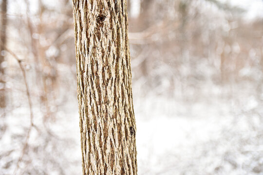 A tree trunk with deeply grooved bark stands with a blur of snowy woodland in the background.  Copy space. 