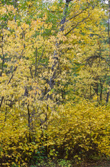 Autumn Colours in a Forest