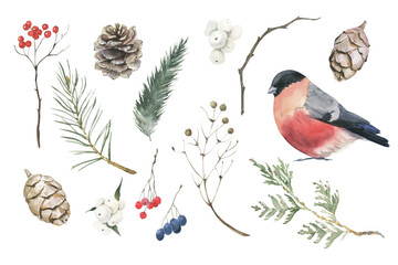 Watercolor Christmas set with winter plants, bullfinch, cone on white background.