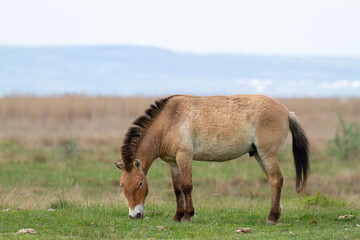 Naklejka na ściany i meble Przewalski horses (Equus ferus przewalskii). The Przewalski's horse or Dzungarian horse, is a rare and endangered subspecies of wild horse native to the steppes of central Asia.