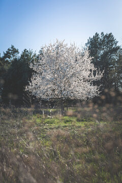 Germany, Brandenburg, flowering mirabelle tree