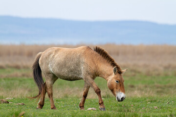 Naklejka na ściany i meble Przewalski horses (Equus ferus przewalskii). The Przewalski's horse or Dzungarian horse, is a rare and endangered subspecies of wild horse native to the steppes of central Asia.